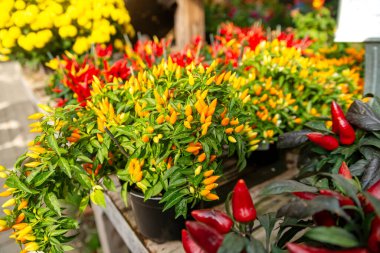 Bitki bakım odasındaki masada renkli biberli süslü biber bitkisi.