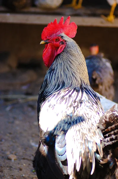 Rooster on  farm — Stock Photo, Image