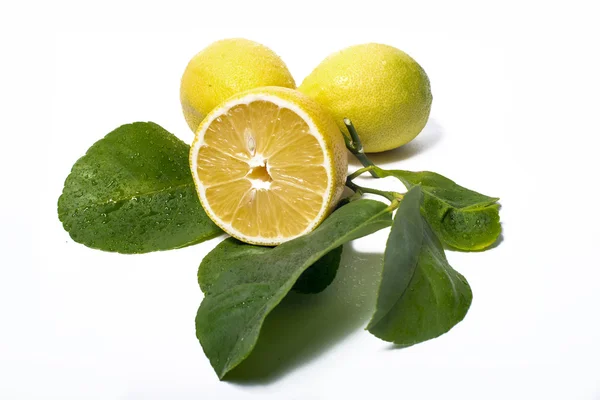 Hojas de limón — Foto de Stock