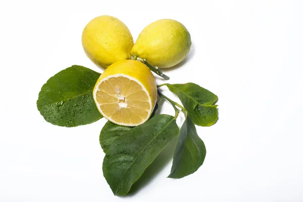 Hojas de limón — Foto de Stock