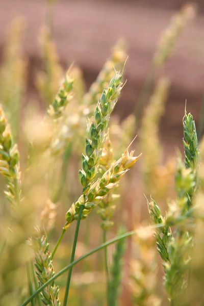 Ear of wheat close seup — стоковое фото