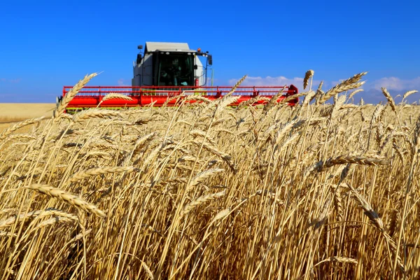 Harvester verwijdert tarwe — Stockfoto