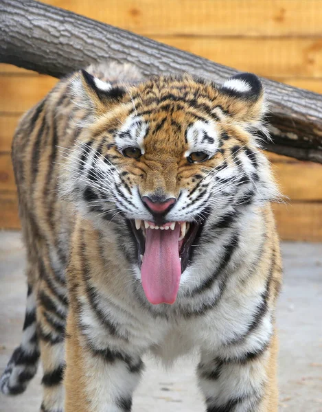 Een Jonge Bengaalse Tijgerin Gromt Woedend Een Prachtig Wild Dier — Stockfoto