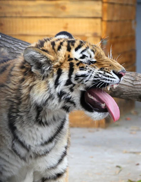 Die Bengalische Tigerin Knurrte Vor Wut Seitenansicht Ein Schönes Wildes — Stockfoto