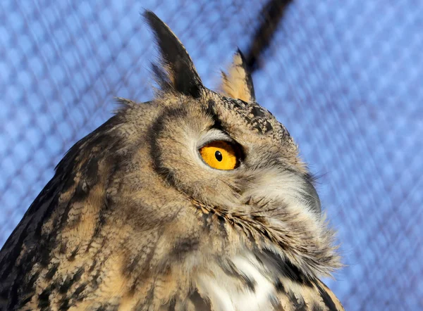 Eulenkopf Mit Gelben Augen Uhu Aus Nächster Nähe Seitenansicht — Stockfoto