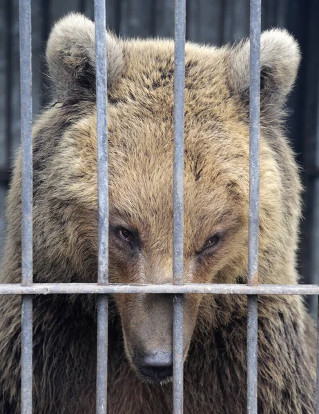 Brunbjörn Zoo Närbild Den Sorgliga Björnen Tittar Bort Och Väntar — Stockfoto