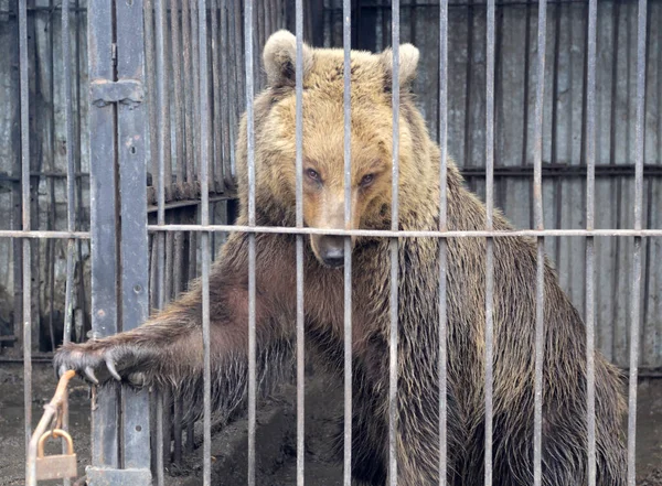 Ein Junger Bär Sitzt Einem Käfig Und Öffnet Mit Der — Stockfoto