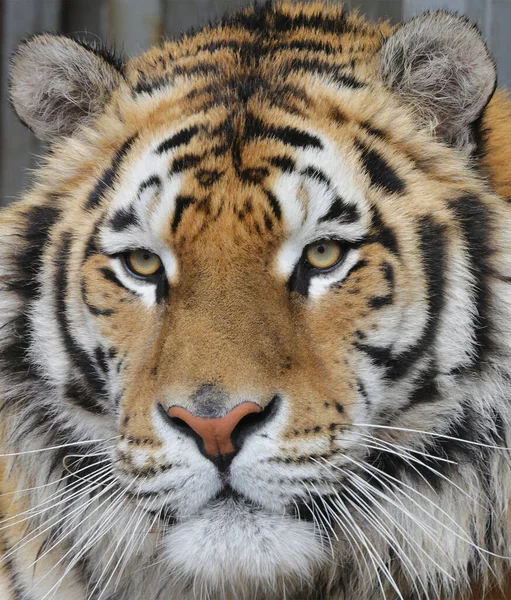 Tigre Bengala Retrato Cercano Depredador Adulto Gran Gato Salvaje Protección —  Fotos de Stock