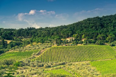 Chianti bağ, Toskana, İtalya