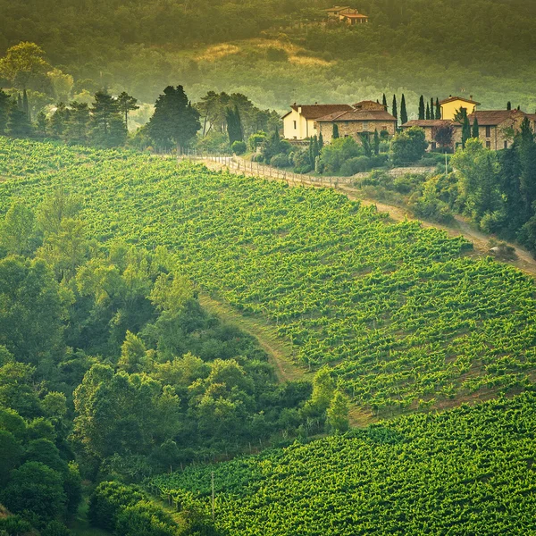 Viña Chianti, Toscana, Italia —  Fotos de Stock