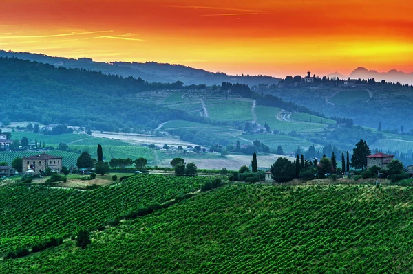 Vinha de Chianti, Toscana, Itália — Fotografia de Stock