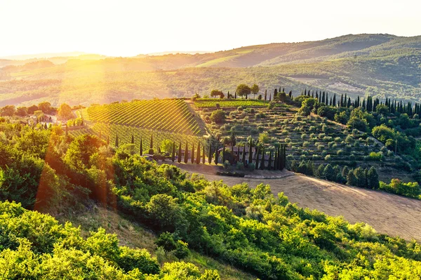 Viña Chianti, Toscana, Italia Imágenes De Stock Sin Royalties Gratis