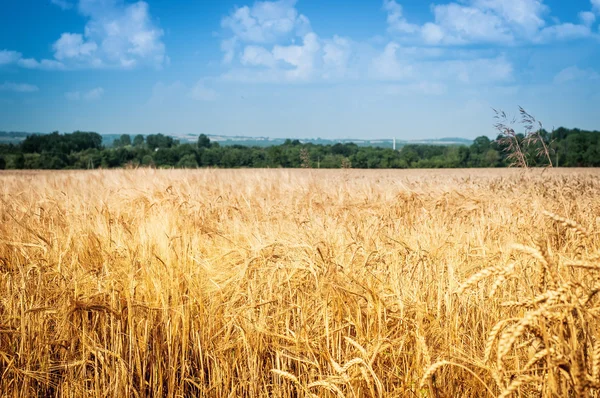 Korn fältet — Stockfoto