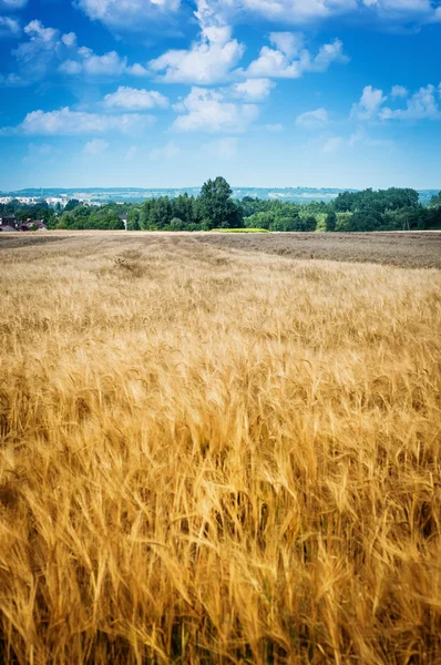 Korn fältet — Stockfoto