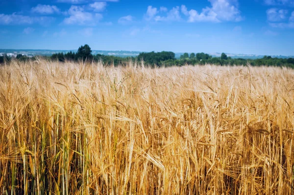 Campo de grano — Foto de Stock