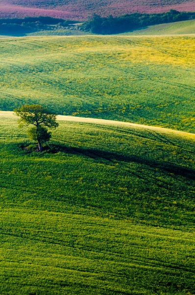 Toscane - Italie — Photo