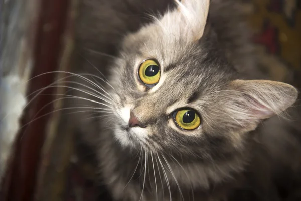 Nahaufnahme graue Katze mit großen gelben Augen — Stockfoto