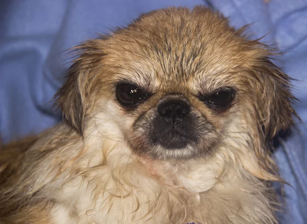 Wet pekingese dog — Stock Photo, Image