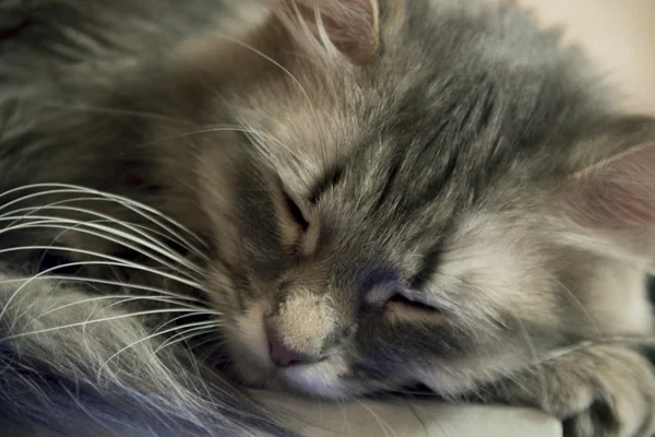 Primer plano gris doméstico gato dormir —  Fotos de Stock