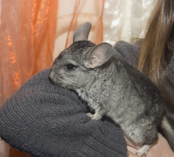 Chinchilla de primer plano en mano humana —  Fotos de Stock