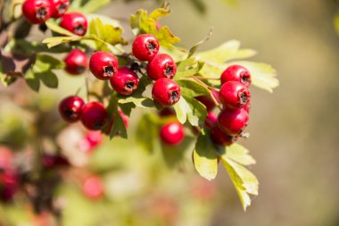 alıç (crataegus bitkisinden)