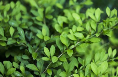 Kızamık yaprakları (Berberis)