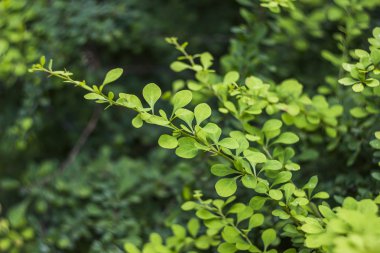 Kızamık şube (Berberis)
