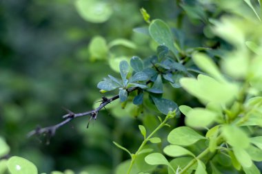 Kızamık şube (Berberis)