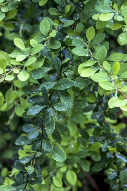 Kızamık yaprakları (Berberis)