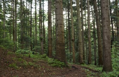 çam ormanı içinde