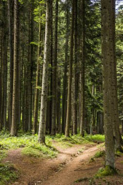 çam ormanı içinde