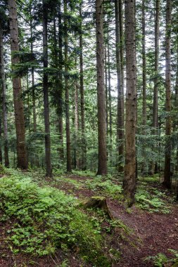 çam ormanı içinde