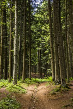 çam ormanı içinde