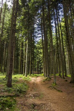 çam ormanı içinde