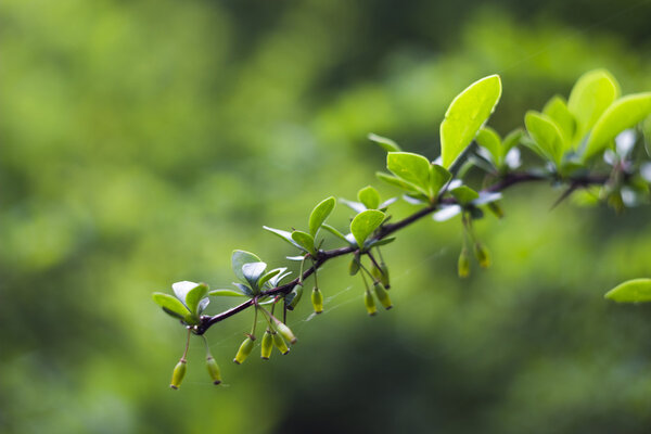 ветка барбариса (Berberis
)