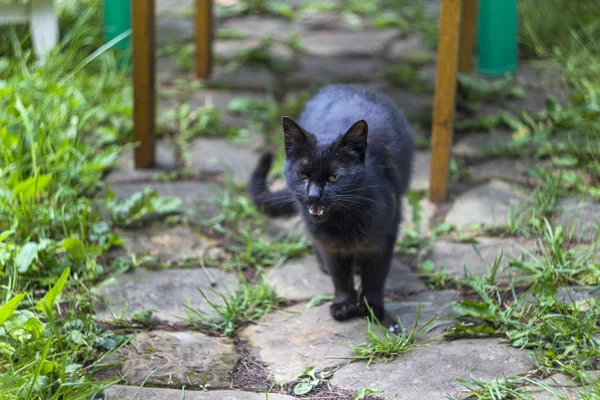 Gato preto vadio — Fotografia de Stock