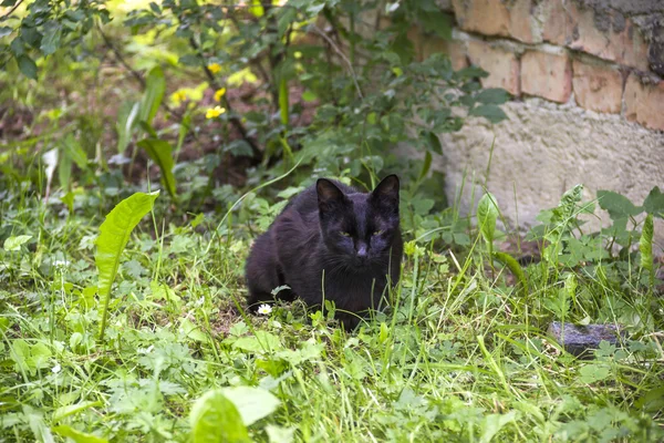검은 길 잃은 고양이 — 스톡 사진