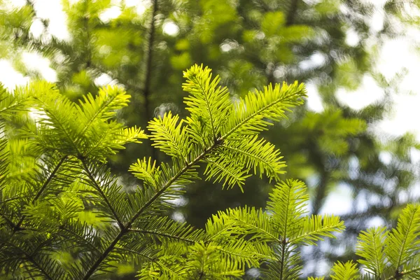 Větev jedle (Abies alba) — Stock fotografie