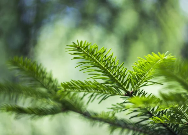 Ramo di abete (Abies alba ) — Foto Stock