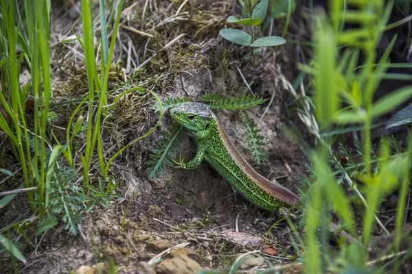 Lagarto de areia (Lacerta agilis ) — Fotografia de Stock