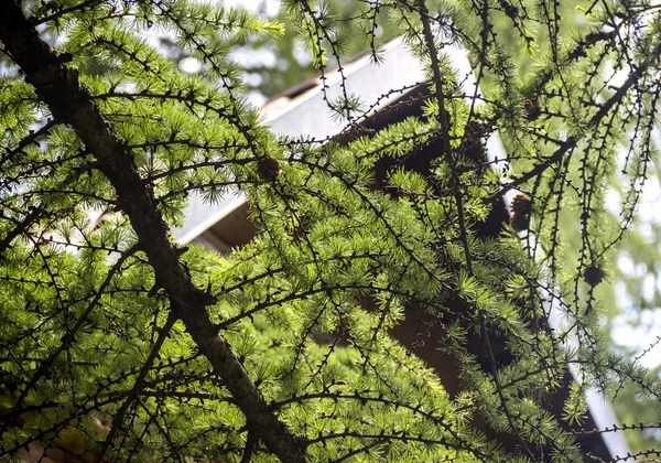 Gałąź modrzew (Larix decidua polonica) — Zdjęcie stockowe