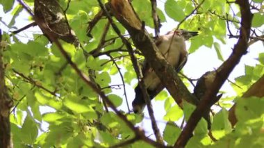 Genç Bayağı alakarga (Garrulus glandarius)