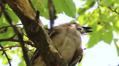Genç Bayağı alakarga (Garrulus glandarius)