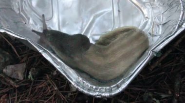 yakın çekim büyük sülük Bölüm 2