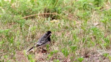 Beyaz kaşlı kuyruksallayan (Motacilla maderaspatensis)