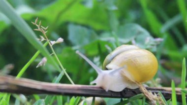 Bahçe salyangoz (Helix pomatia)