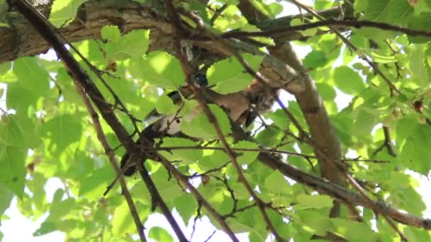 Joven arrendajo euroasiático (Garrulus glandarius ) — Vídeos de Stock