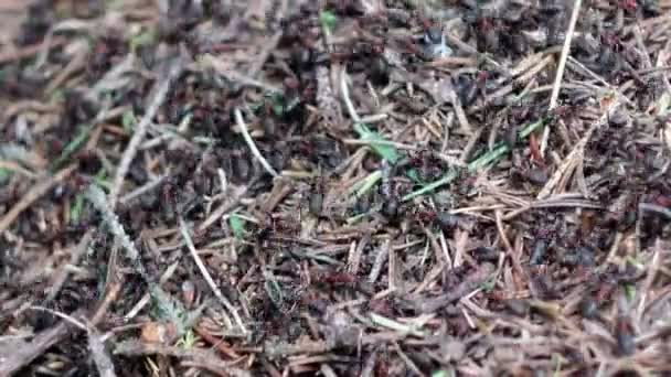 Муравейник и много красных муравьев — стоковое видео