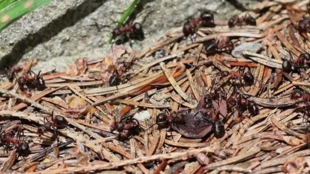 Formigueiro close-up e muitas formigas vermelhas (formica rufa ) — Vídeo de Stock