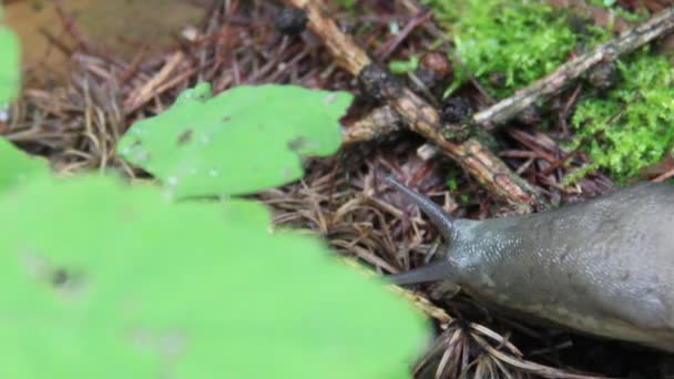 Close-up big slug — Stock Video